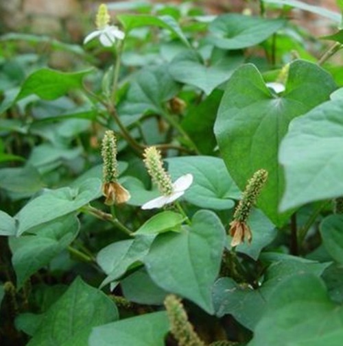 女性|女性的“长生菜”，坚持吃一周，毒素没了，不贫血了，肌肤更水嫩