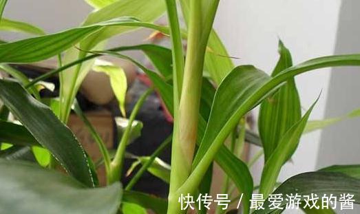 花市看到3种花随便买，摆客厅显大气上档次，过冬容易