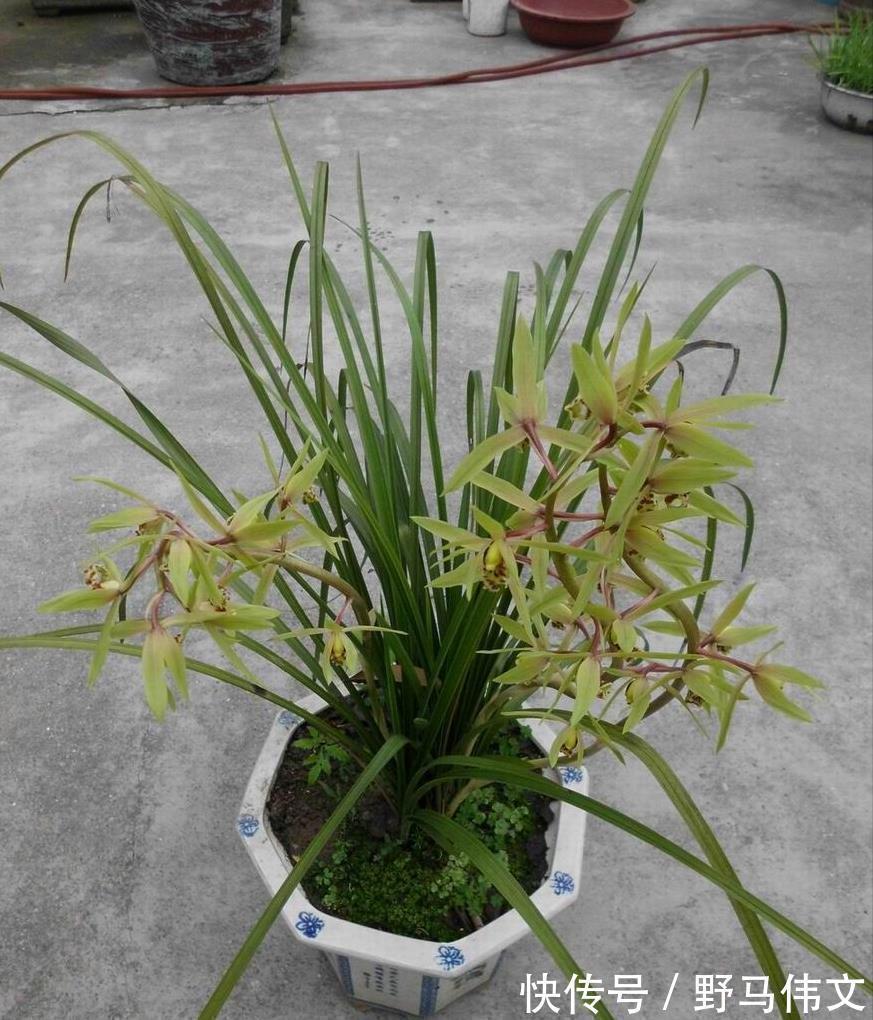 养分|入冬养兰有“三怕”,避开不落蕊,缀出白嫩萝卜根,绽放层叠群兰