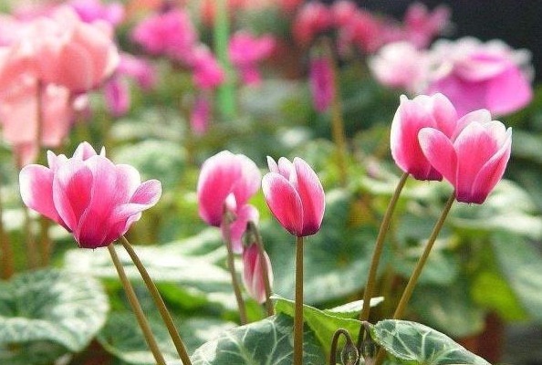 这“3种花”，叶片可不能沾水，很多人还不信，结果1盆都没养活！