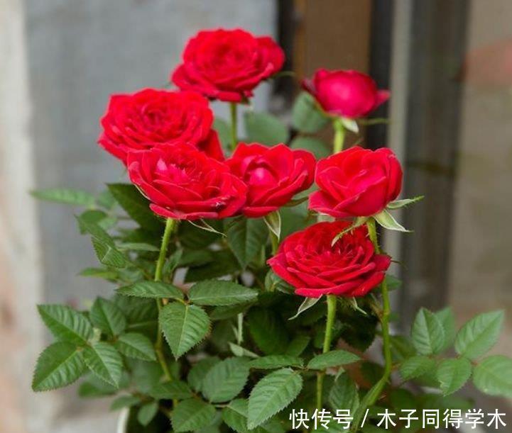 超好养的“4种花”，越不浇水越爆盆，名字好听花更美