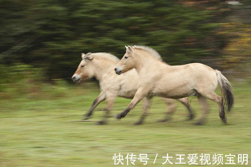 生肖|11月，鲤鱼跃龙门，财运旺盛，喜事不断的3个生肖