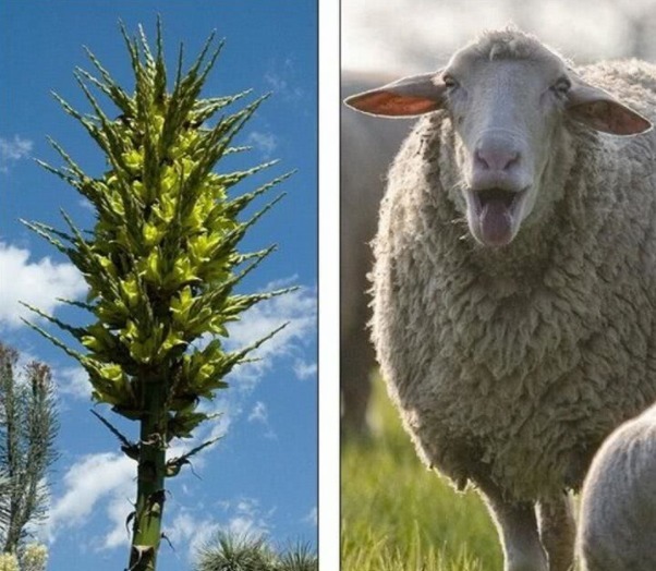 传说中的“彼岸花”、“断肠草”,在现实中,是否真实存在呢