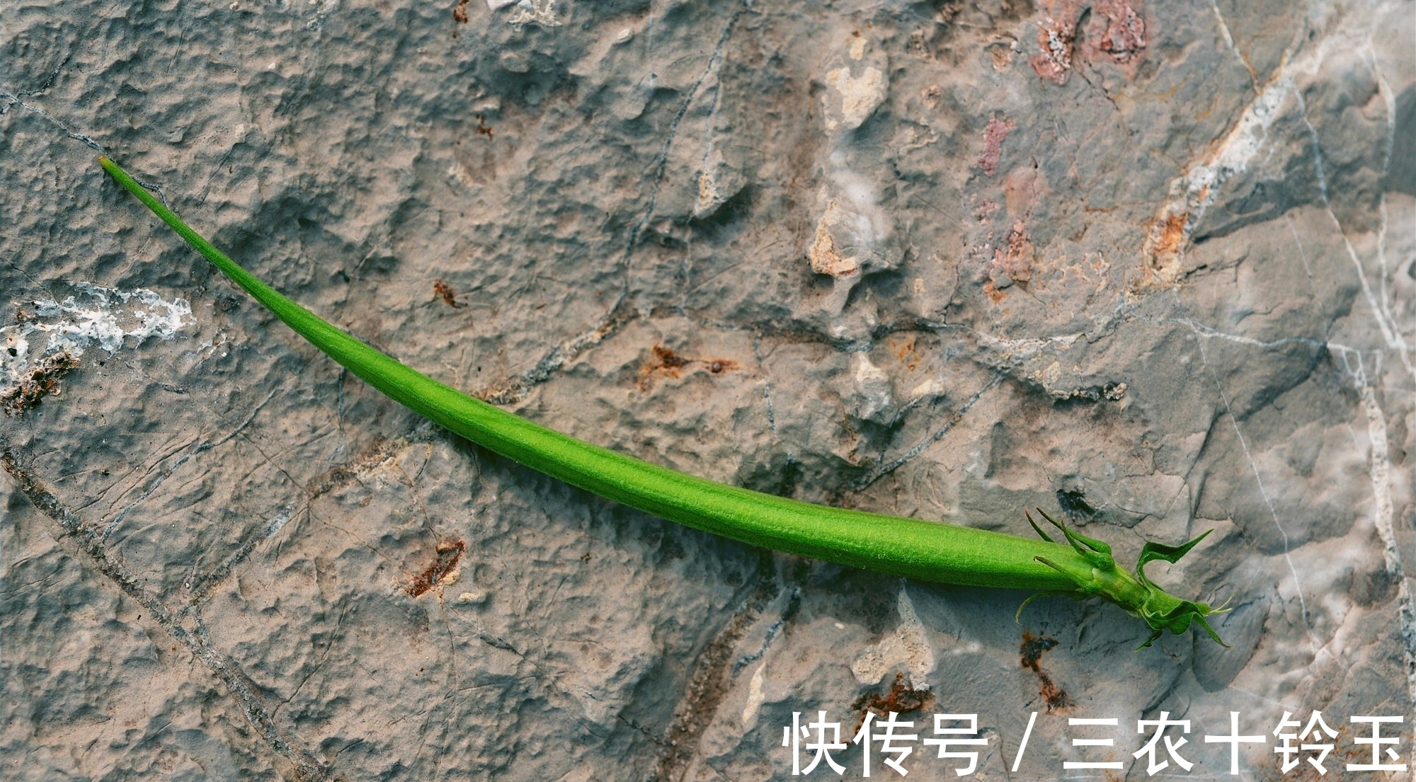 羊角|农村一种野草,常被错认成艾草,果实似羊角,对风湿有特效