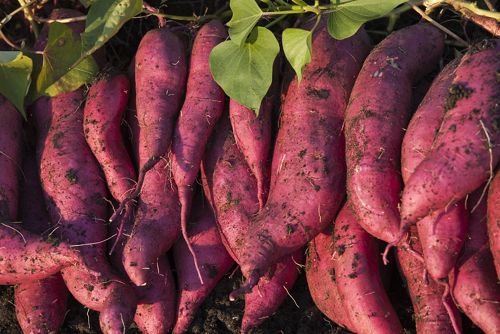 红薯|你在为养生的食物而犯愁“抗癌之王”在这里,现在知道还不晚!