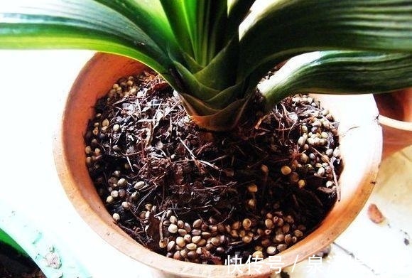 药水|君子兰“烂根”别扔了，1种药水泡一泡，20天生根，长得更旺