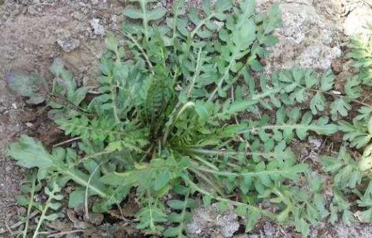 去火|春季不吃肉,也要吃乡下的4种野菜,清肺去火,男女老少都适合