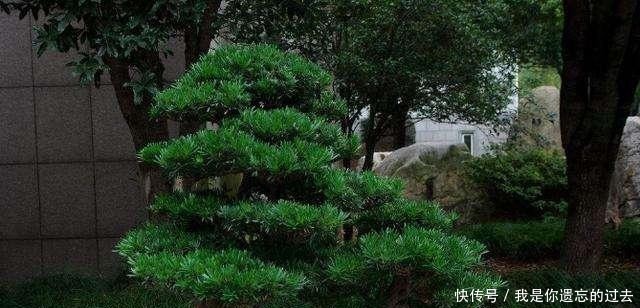 种棵罗汉松,招财又长寿,嫌太贵自己种,一根枝条就能活!