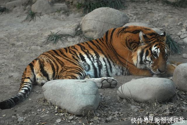 老农常说的“恶虎进中堂,家破人也亡”究竟是怎么来的?