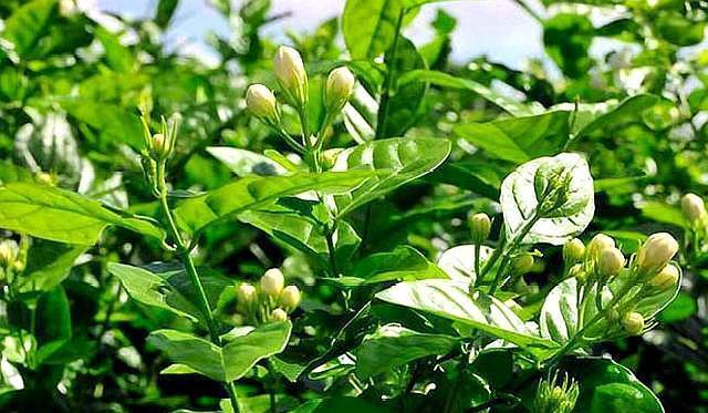 浇水|北方就养这种花,剪根枝条插上就成活,香味十足,花开300多天