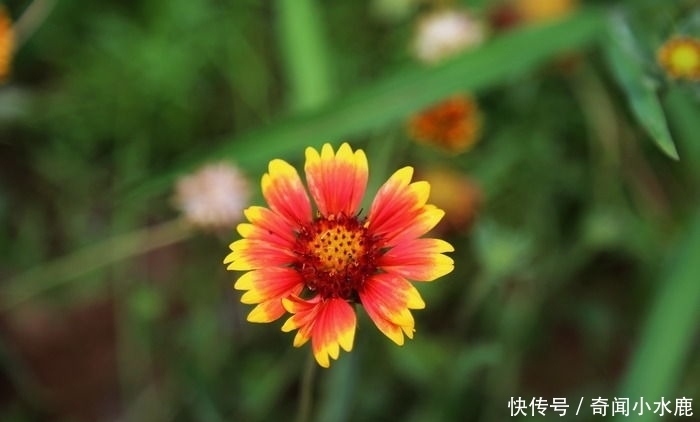 日光|日光菊比皇帝菊更美,比太阳花还好养,耐热开花90天