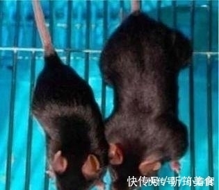 小鼠|天天举铁训练，肌肉还不大为何动物不运动肌肉发达程度远超人类