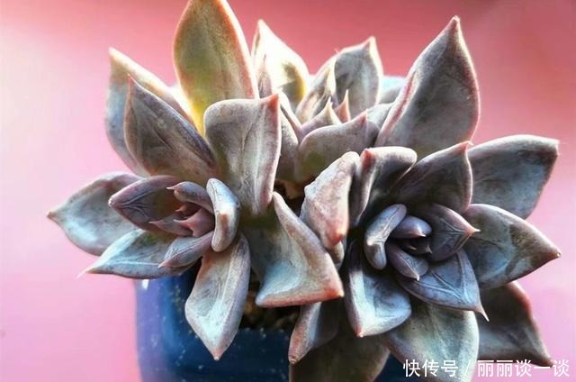 普货多肉|不只大普货容易繁殖，有些知名度不高的美肉，繁殖成功率也很高