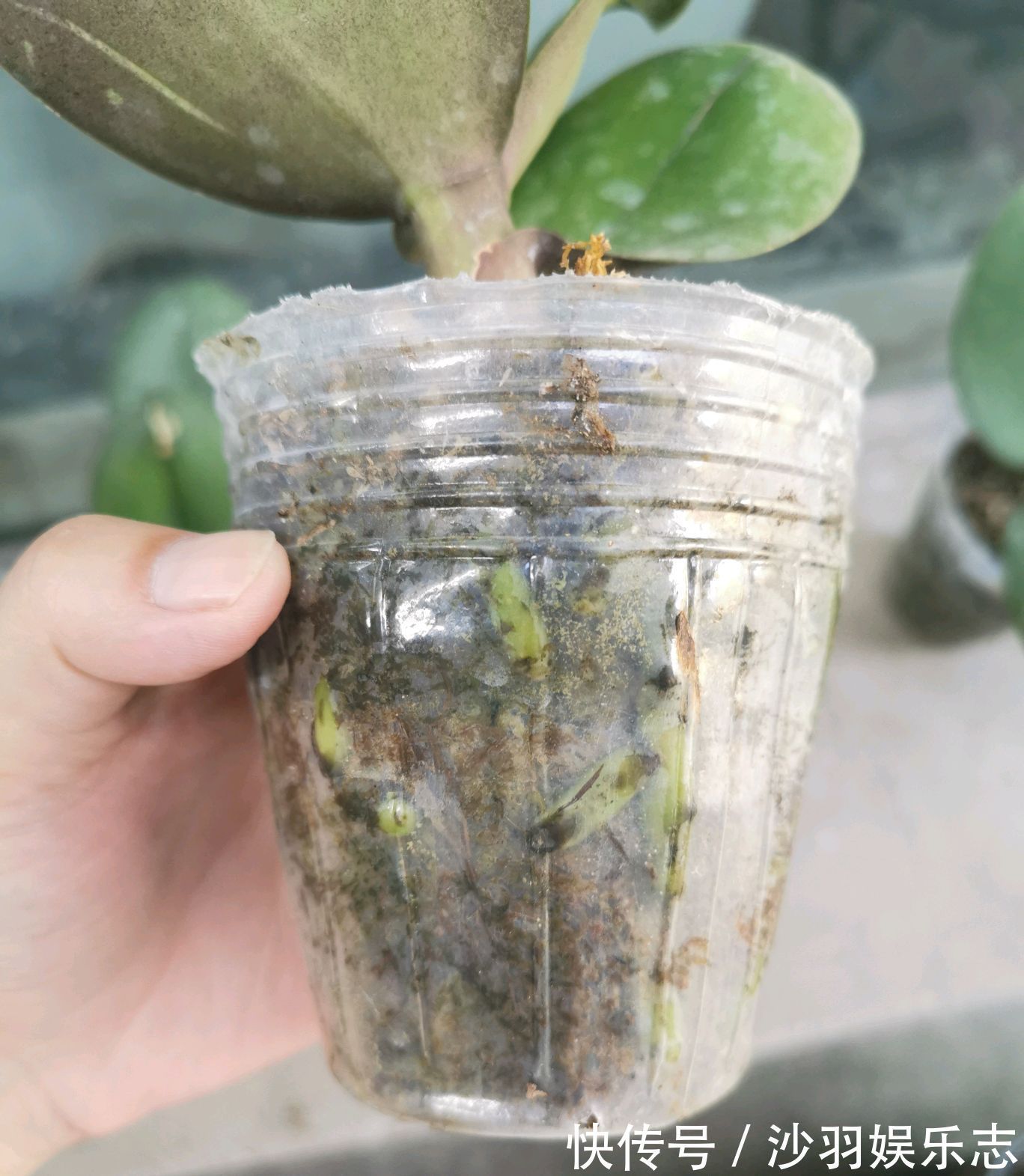 花盆|根系爆盆的蝴蝶兰需要换大盆吗蝴蝶兰就喜欢挤,越挤根旺花爆盆