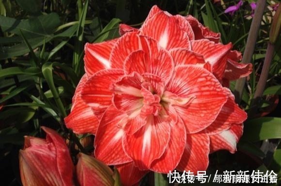 花肥|一种很容易养的花,养了2个月就开花,花朵比汤碗还大,美翻了!
