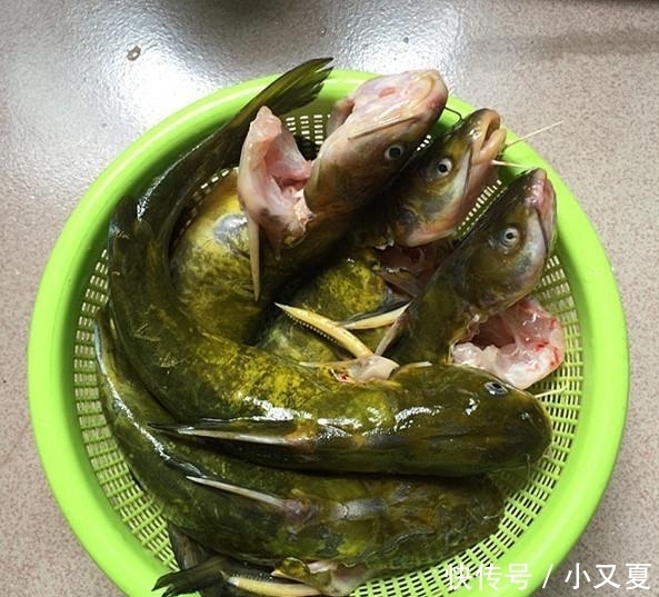 黄骨鱼|无论炖什么鱼, 只要没有“这1步”, 炖出来的鱼不老不腥, 肉特嫩