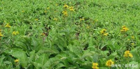 本方|这种药材比较广泛,是一朵小黄花,有人用它拿来调理身子赶紧看