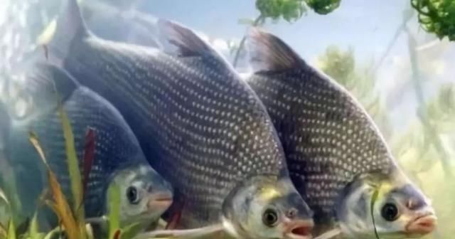 钓鱼“黑”午时不是鱼儿难钓获,而是你方法不对路