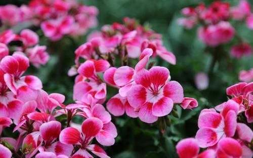 家里养天竺葵，了解掌握几个要点，侧芽蹭蹭长，花朵不见叶