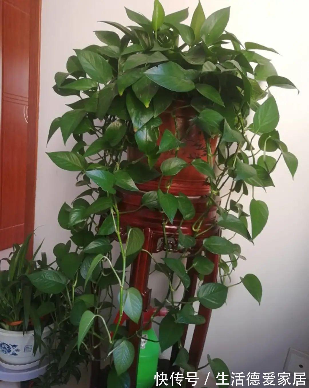 绿萝|绿萝穷养,兰花富养,才能养成宝贝,你真的懂吗?