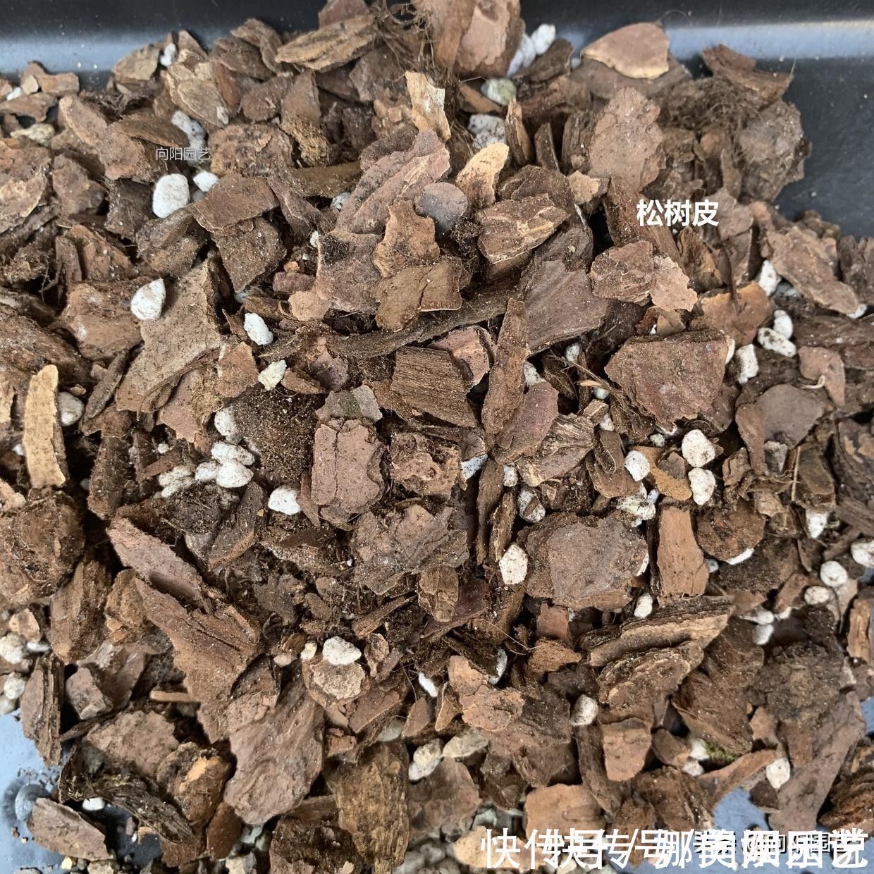 种兰花，植料不用买，公园里捡一些松树皮，养兰花促进开花