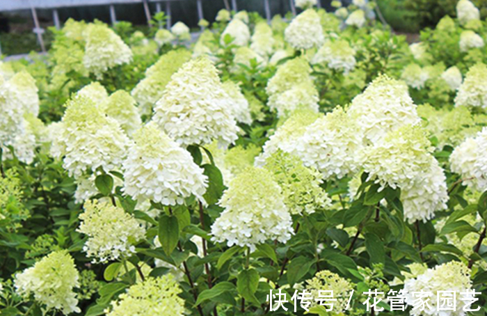 这六种花不怕冷,而且好养易活,冻一冻反而长得更好