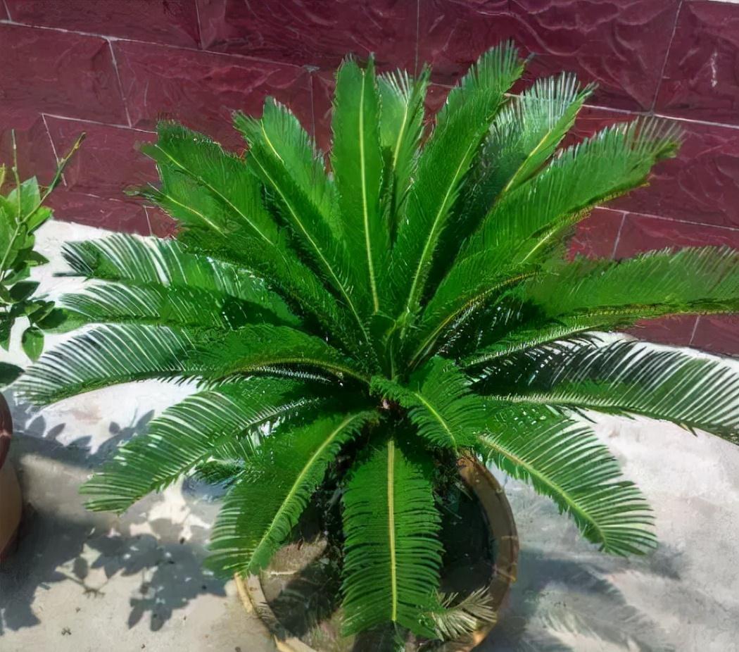 家里种“好树”,子孙一直富,6种“吉利树”,养得越久越吉利