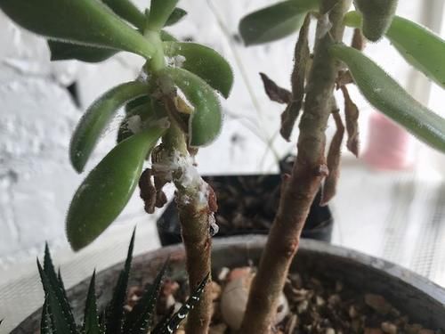 春天养多肉，3月“四预防”，多肉长得精神，“无病无虫”状态棒