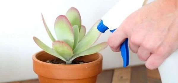 到了暖春，盆栽多肉该怎样施肥，用什么肥好？