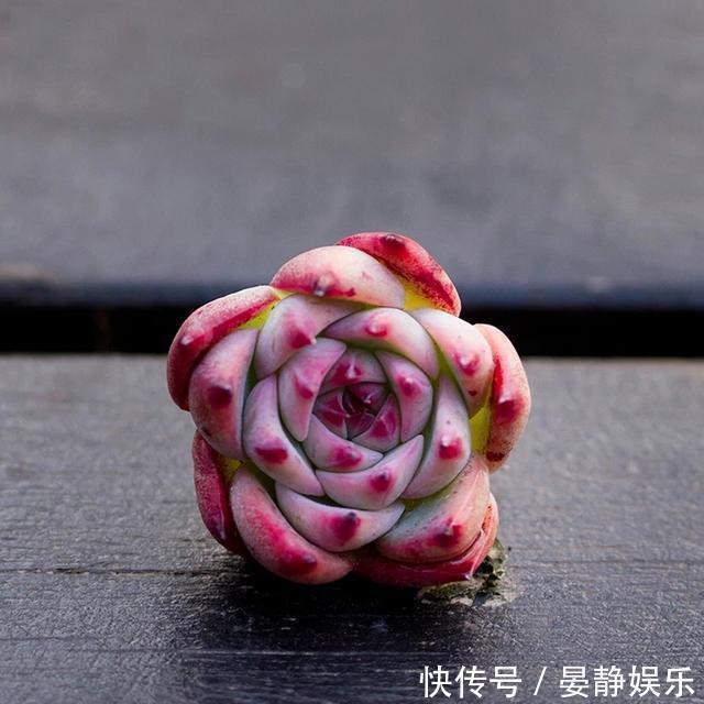 想把“多肉”养爆盆简单,掌握2个关键点,很快就是满满一盆!