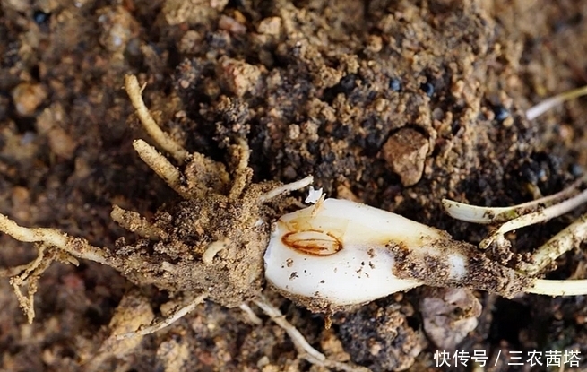 农村一种埋土里的野果，过去5毛一碗抢着吃，如今却要35元一斤