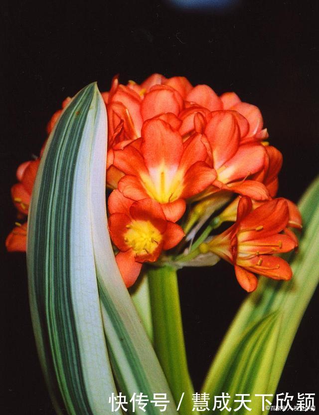 怎样让君子兰一年长出8片叶子他的做法,值得我们学习