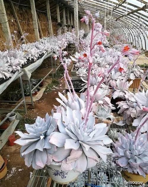 昆虫|多肉植物为何冬季才会开花？花剑虽好看，但留着伤母本！剪掉才是最好的选择