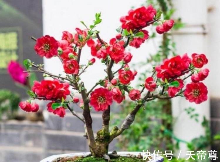 4种花养家里,福旺运旺财更旺,开满整个花盆,快养起来吧!