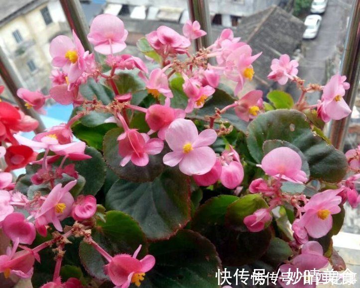 家养3种花，让它们“交接班”，一年开花365天，阳台变花海