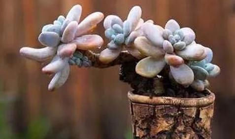 养护|3种多肉，天热少浇水，养护成“老桩”，欣赏价值高