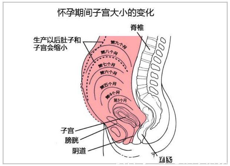 孕妇|孕妇的“肚量”有多大一张图告诉你答案孕妇的内脏都被挤没了