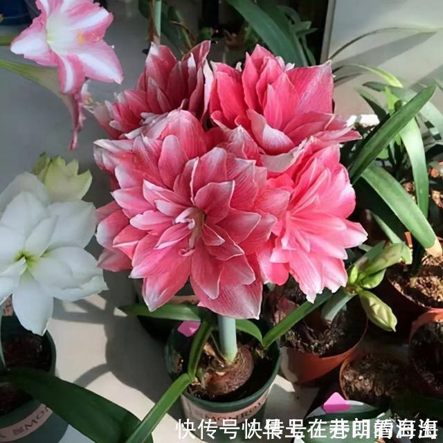 天冷|天冷了，15种漂亮花喜欢“大太阳”，多晒长得壮，花更多