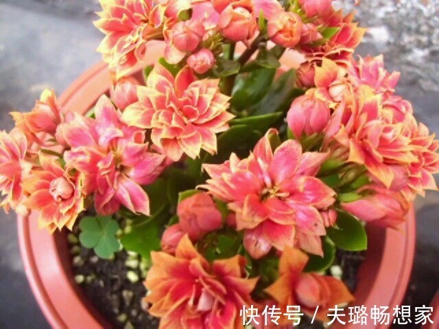 懂花的人,喜欢此5种盆栽,“花比叶子多”,轻松养到爆盆