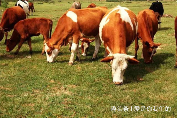 属相|生肖牛的婚配大全属牛男和属牛女,分别和什么属相最配