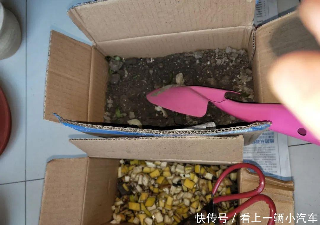 养花技巧:花盆里出现这个,抓紧换盆,不然一浇水就死翘翘