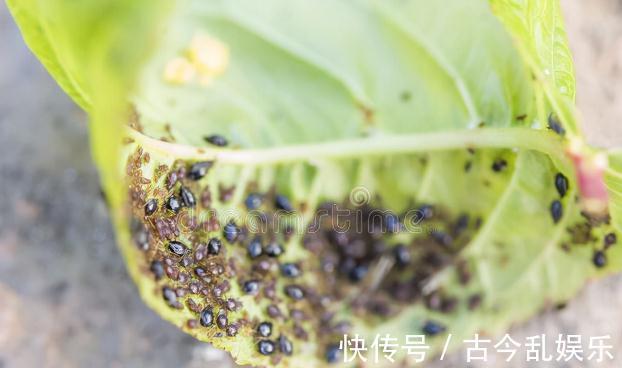 虫害|家里的花草爱生虫生病？盘点养花常用药，不再白花钱