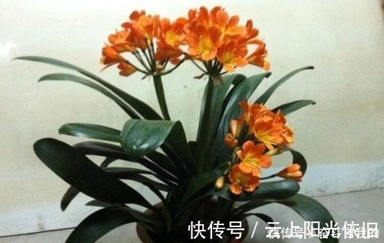 花根|君子兰不好养用上“这2种药片”,新芽呼呼冒,花开爆盆!