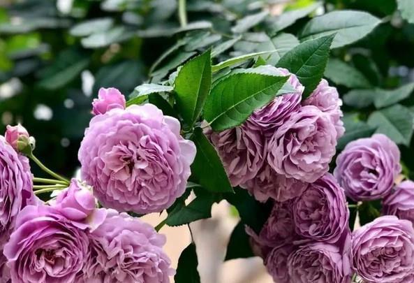 一米高的月季笋芽,现在该不该剪,不同阶段处理方式大不同