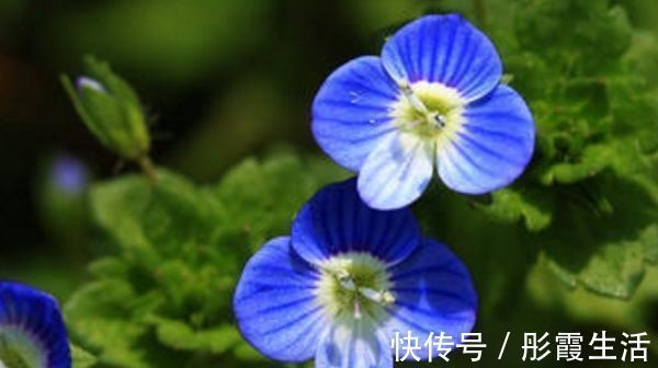 此花小巧而又美丽，常在不起眼的地方绽放，寓意着隐藏的美！