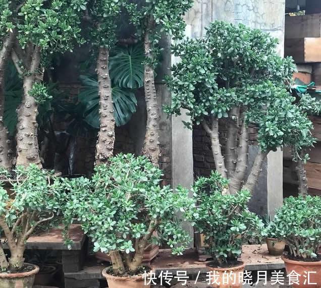 传家宝|1种盆栽的“传家宝”,养得越久越值钱,个个成老桩