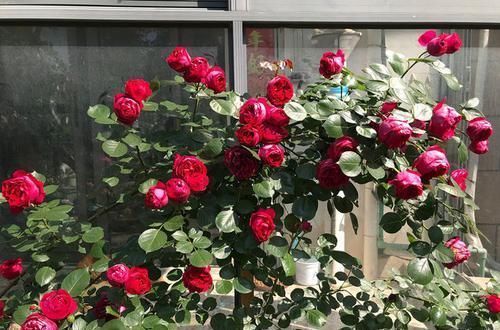 养花就养这几款,花朵粉嫩丰腴,花大色鲜胜百合,放在阳台美翻了