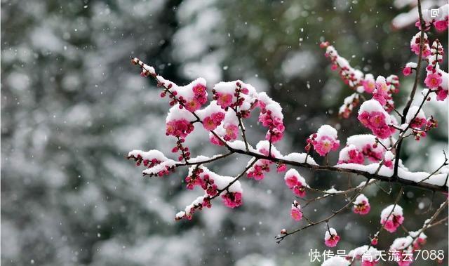 新韵|七绝《雪梅》新韵