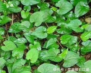 纺锤状|农村除了常见的野菜,这些野菜也是不可多得的美味!