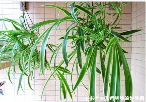 卧室养花选它,人养花花也养人,空气清新改善睡眠,值得拥有!